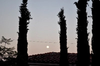Full moon and cypresses