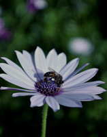 White Daisy and bee