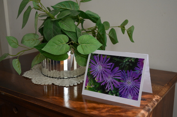 Purple Ice Plant Card