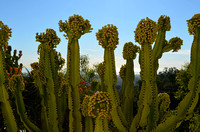 Cactus Convention