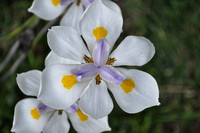 butterfly iris