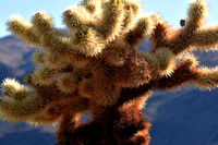 Chollo Cactus Close Up