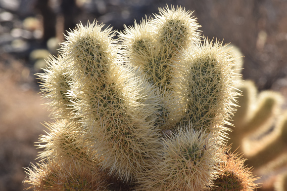 Chollo Cactus